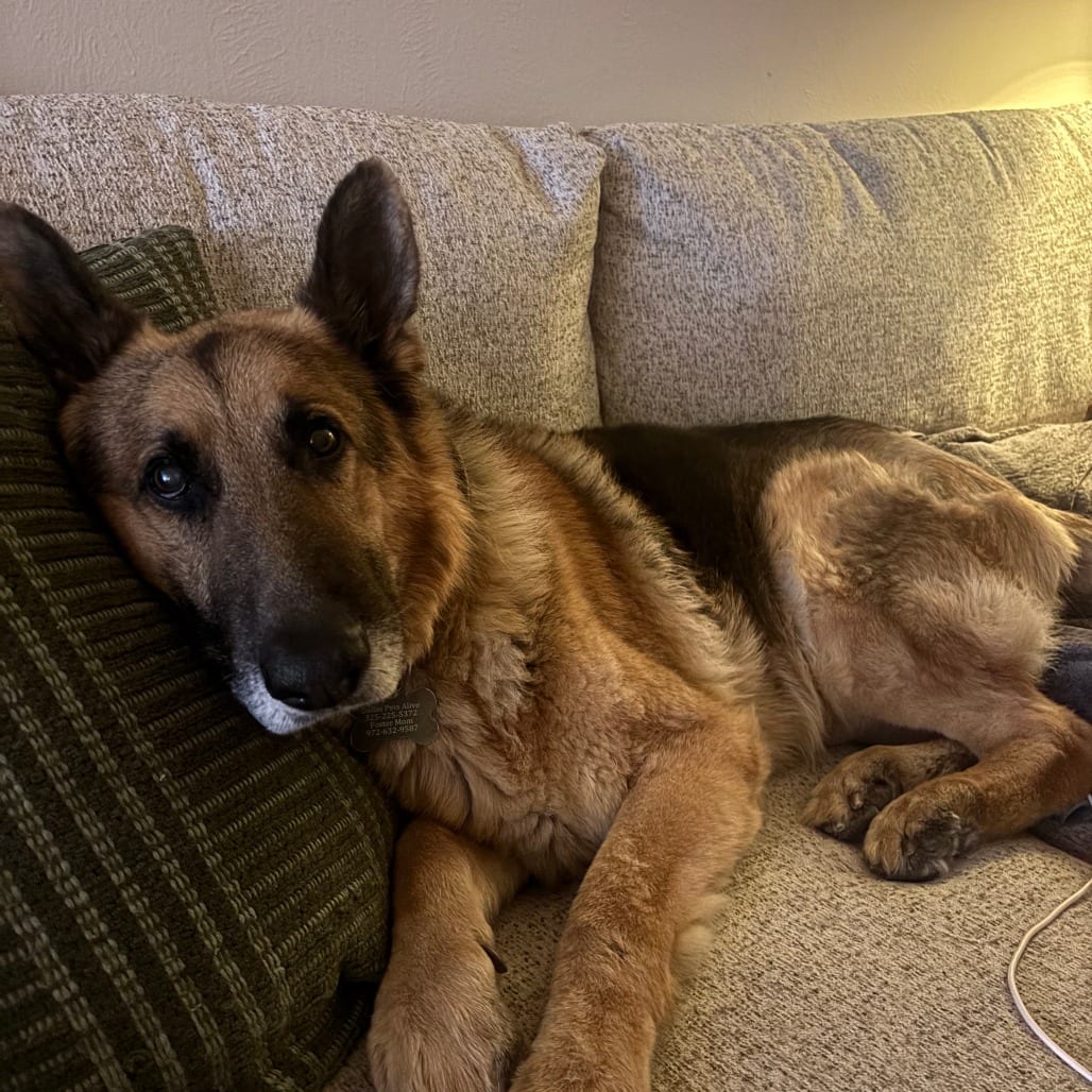 Photo of Fleetwood, adoptable senior Shepherd, German / Mixed Breed (Medium) in Dallas, Texas