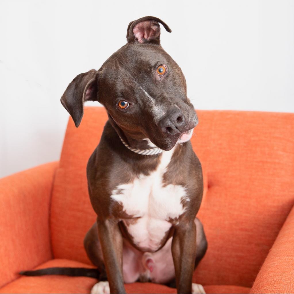 Photo of Apollo, adoptable senior Terrier, American Staffordshire / Mix in Kanab, Utah