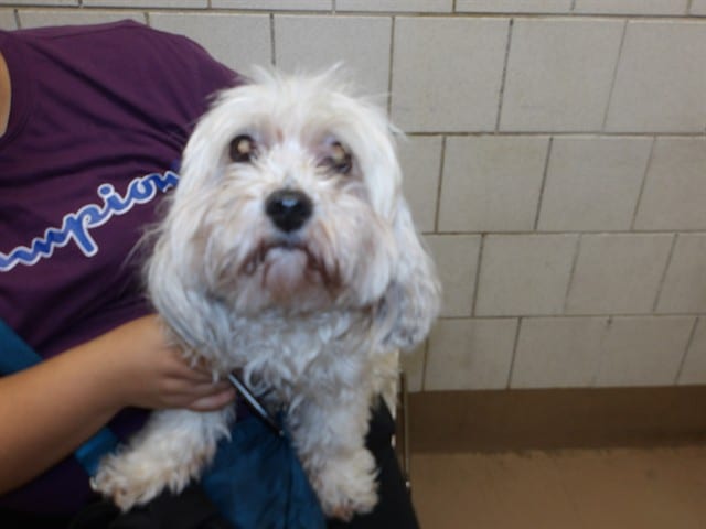 Photo of Senior Shih Tzu mix, adoptable senior Shih Tzu mix in Chicago, Illinois