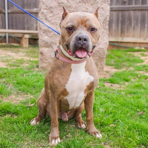 Photo of Martian, adoptable senior American Bulldog in Waco, Texas