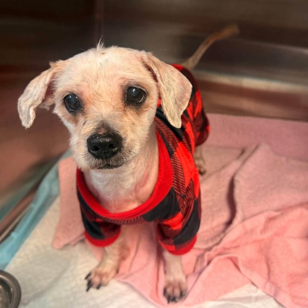 Photo of Willow Faye, adoptable senior Mixed Breed (Small) in Whitestone, New York