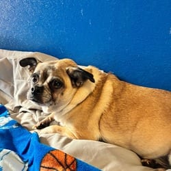 Photo of Cinnamon, adoptable senior Chihuahua Pug in Wilmington, Delaware