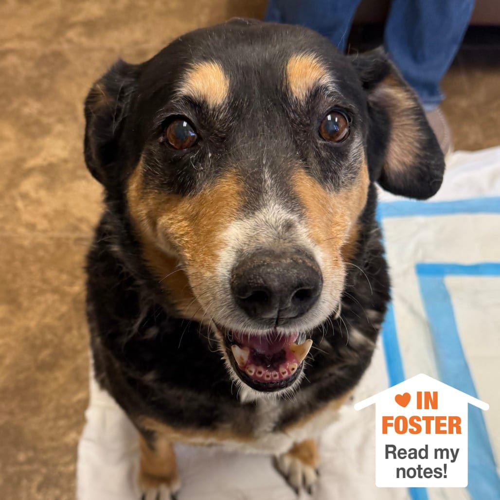 Photo of Angel, adoptable senior Shepherd / Mix in Kanab, Utah