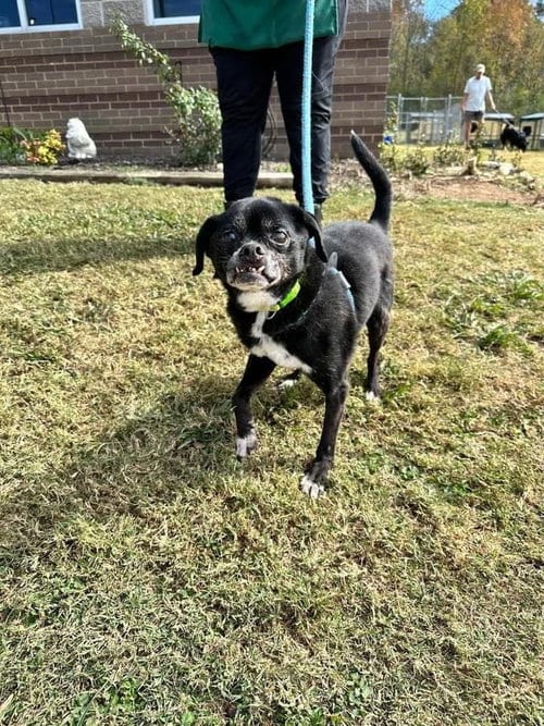 Photo of Charlie (CHI), adoptable senior Rat Terrier in Columbus, Indiana