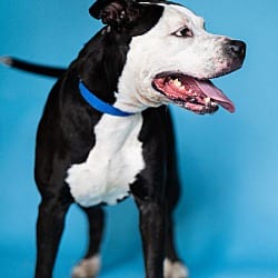 Photo of Hammer, adoptable senior Pit Bull Terrier in Pegram, Tennessee