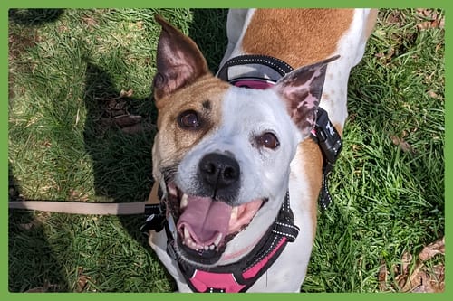 Photo of Nutmeg, adoptable senior Jack Russell Terrier in Amherst, Massachusetts