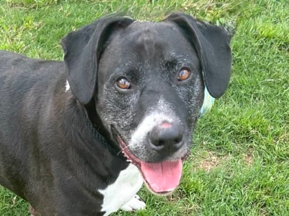 Photo of Mabel, adoptable senior dog in Georgetown, Texas