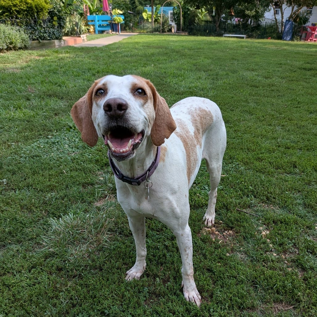 Photo of Gidget, adoptable senior Hound in Wake Forest, North Carolina