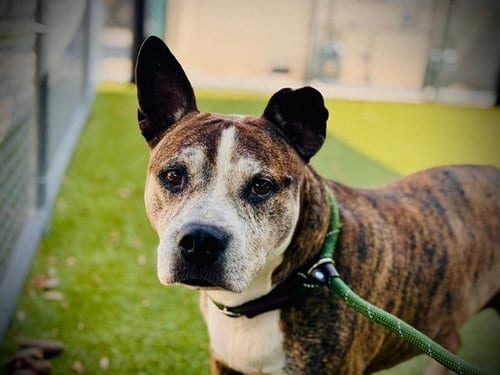 Photo of Akeno, adoptable senior Pit Bull Terrier in Orlando, Florida