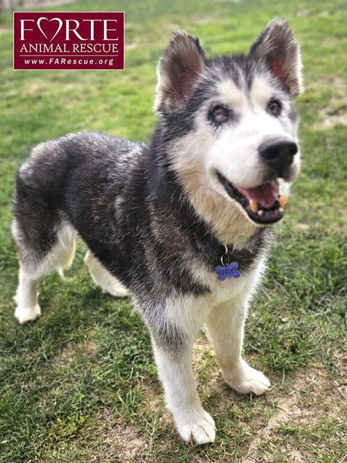 Photo of Harley, adoptable senior Husky in Marina del Rey, California