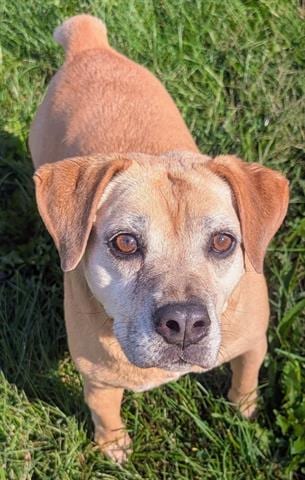 Photo of Ely, adoptable senior Beagle in Akron, Ohio