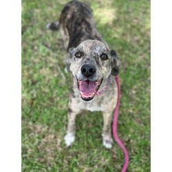 Photo of Cami, adoptable senior Mixed Breed (Medium) in Baton Rouge, Louisiana