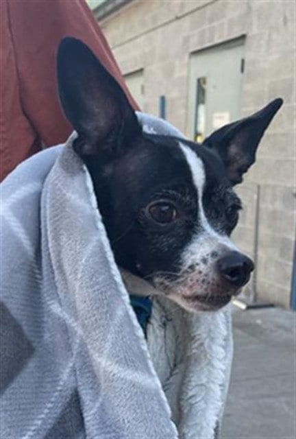 Photo of Wendy, adoptable senior Chihuahua in Sacramento, California
