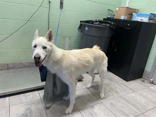 Photo of Aspen, adoptable senior Siberian Husky in Grand Prairie, Texas