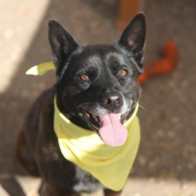 Photo of Violet, adoptable senior dog in San Antonio, Texas