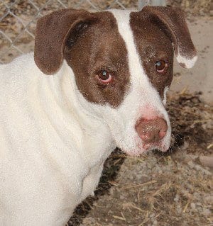 Oliver, adoptable senior Pointer in Savannah, MO