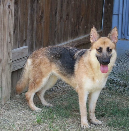 Callie Mae, adoptable senior German Shepherd Dog in Jackson, MS