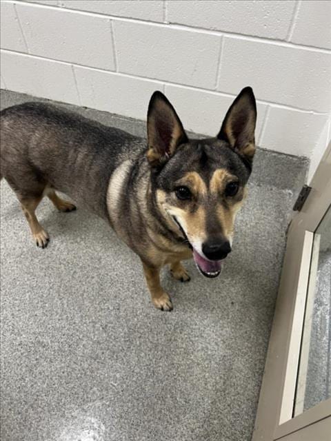 Photo of Odie, adoptable senior German Shepherd Dog in Fort Collins, Colorado
