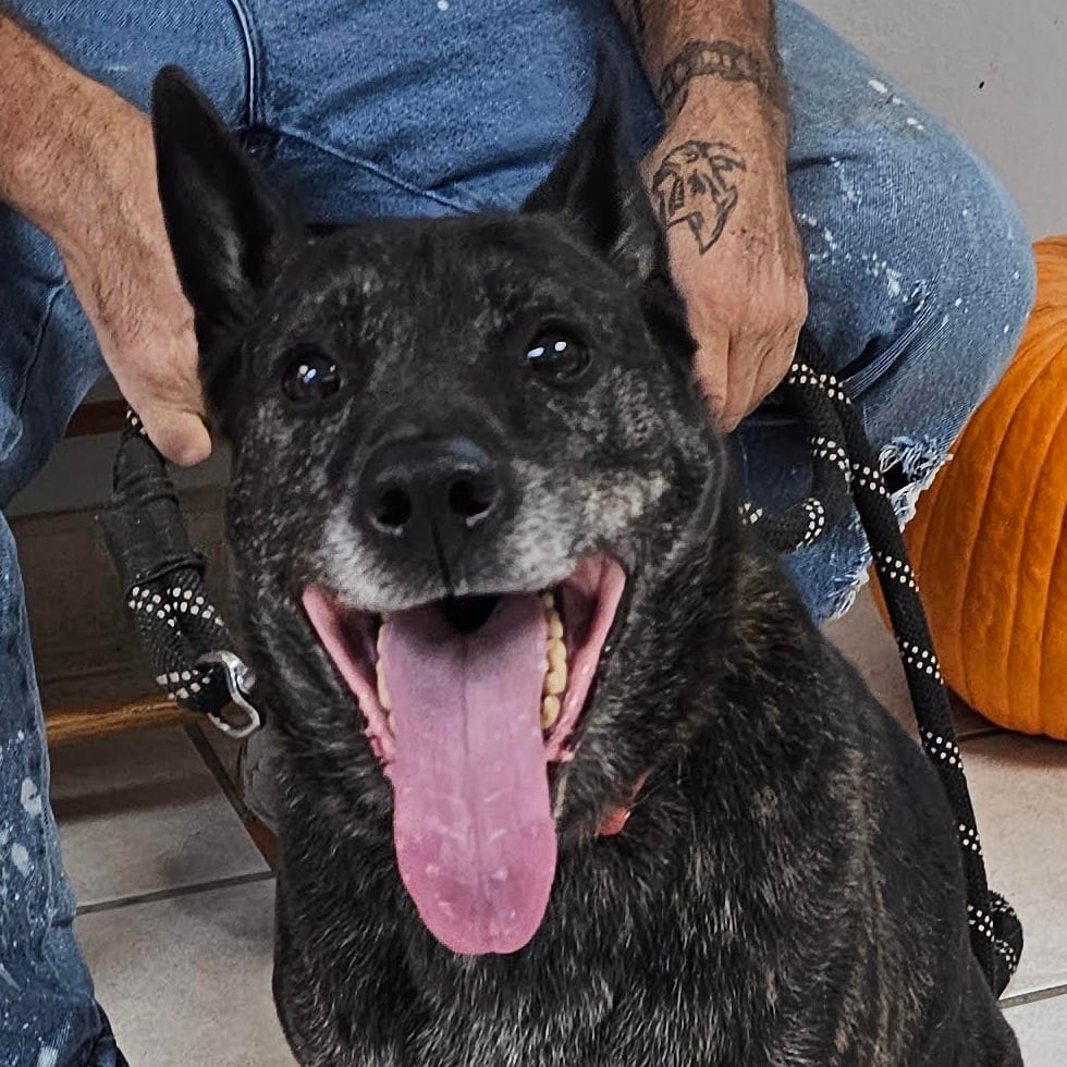 Photo of Magnus, adoptable senior Shepherd / Mixed Breed (Medium)
