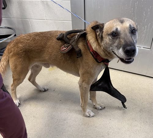 Photo of Zimmerman, adoptable senior German Shepherd Dog in Haw River, North Carolina