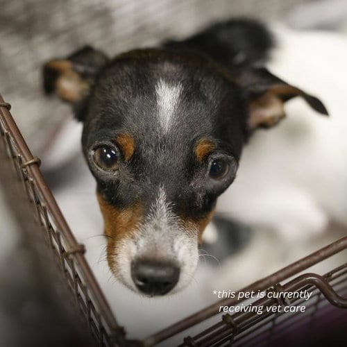 Photo of Houston, adoptable senior Chihuahua in San Antonio, Texas