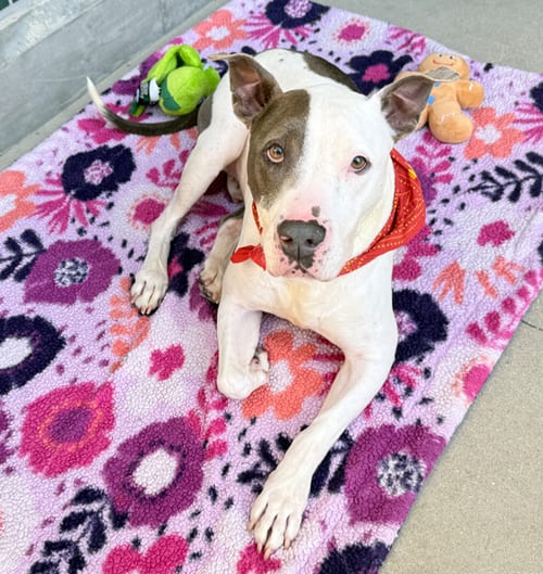 Photo of Ace, adoptable senior Pit Bull Terrier in Chula Vista, California