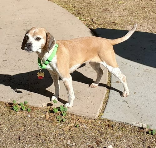 Photo of Eve, adoptable senior Beagle in Tucson, Arizona