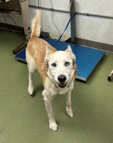 Photo of Senior Husky, adoptable senior Husky in Devore, California