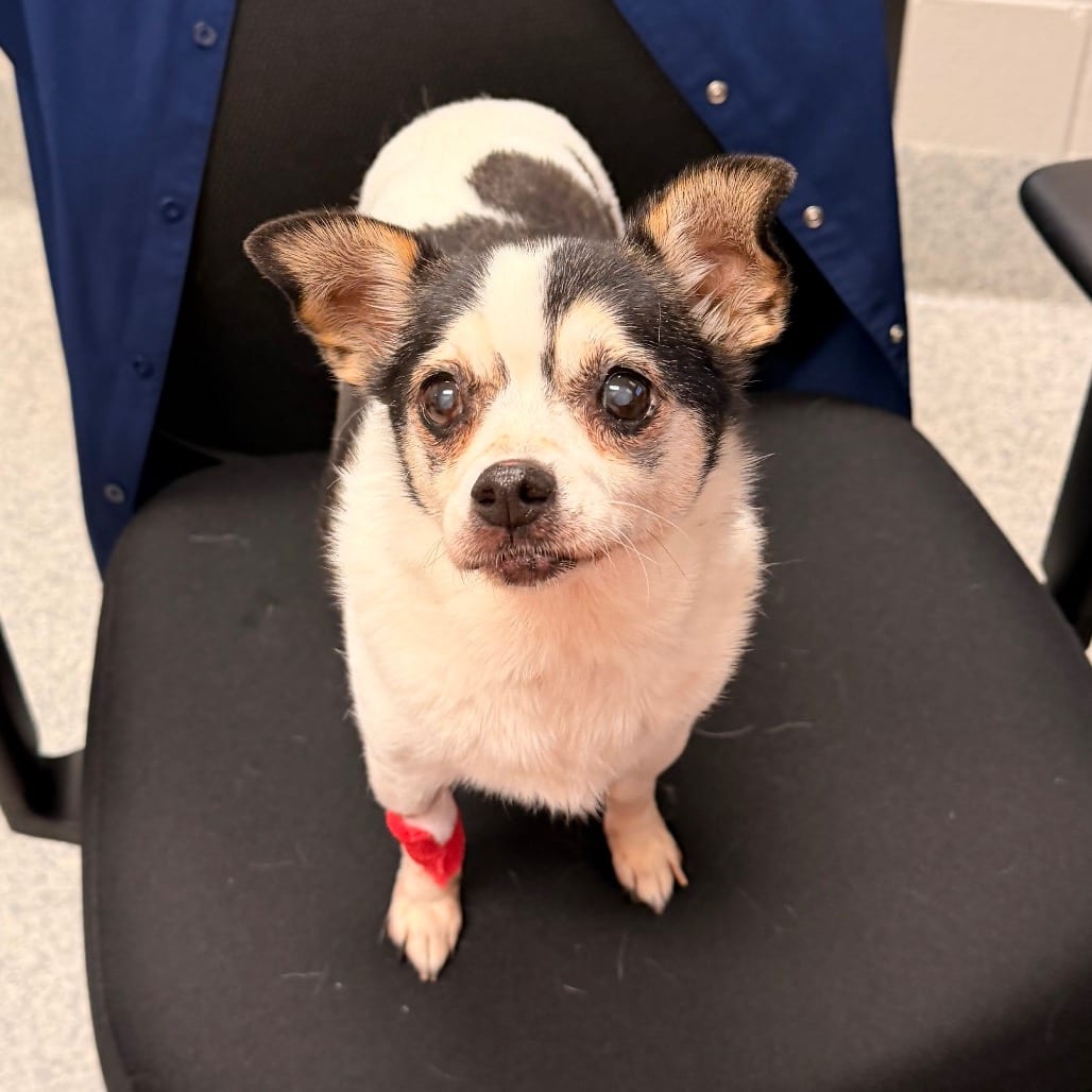 Photo of Chloe, adoptable senior Chihuahua, Short Coat in Spartanburg, South Carolina