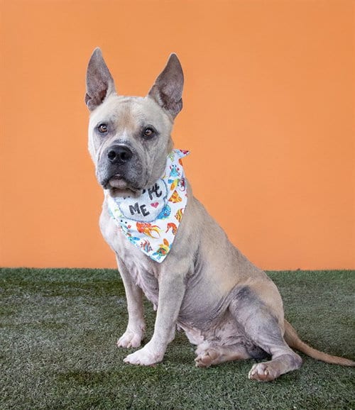 Photo of Lazy Bone, adoptable senior American Pit Bull Terrier in Miami, Florida