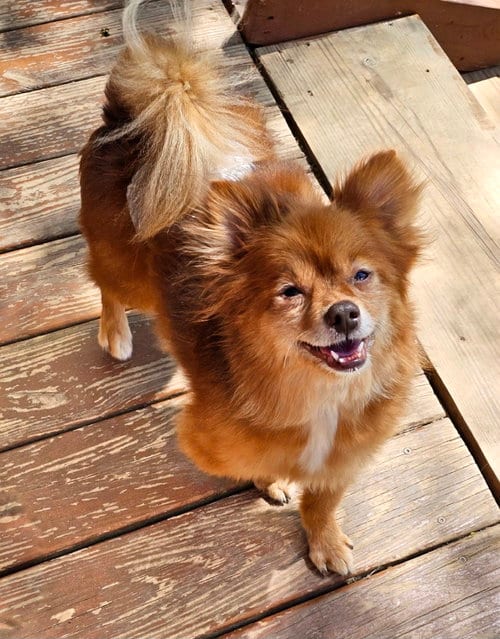 Photo of Miwak, adoptable senior Pomeranian in Lebanon, Pennsylvania