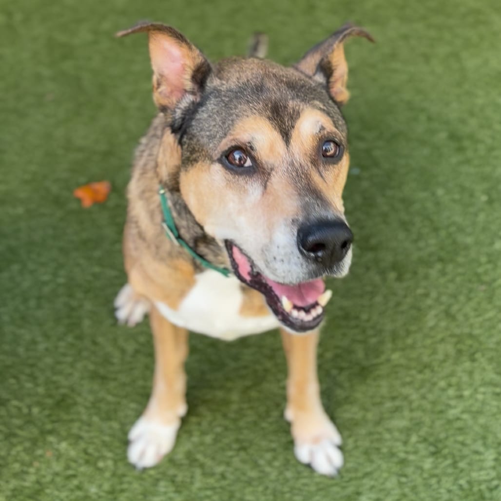 Photo of Einstein, adoptable senior Mixed Breed (Large) in Greensboro, North Carolina