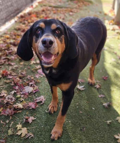 Photo of Winny, adoptable senior Bloodhound in Princeton, Minnesota