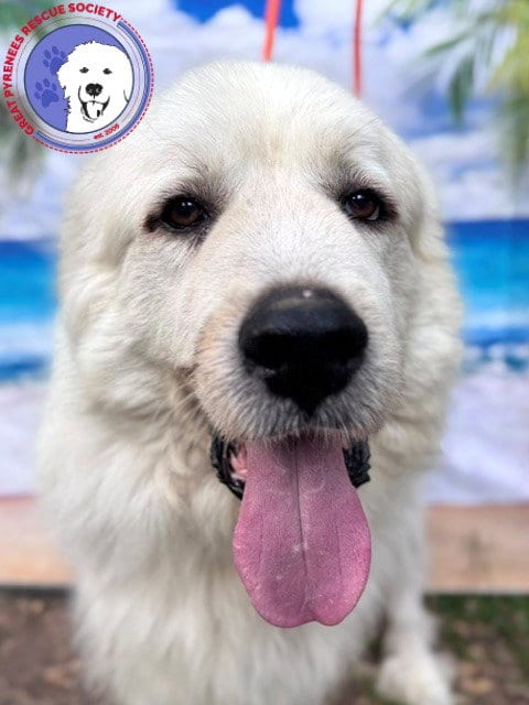 Layla, bonded with Boaz, adoptable senior Great Pyrenees in Spring, TX