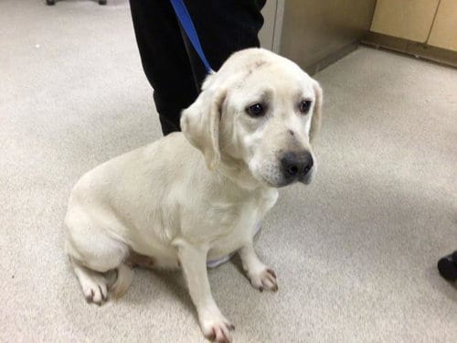 Photo of Winnie, adoptable senior Labrador Retriever in Riverside, California