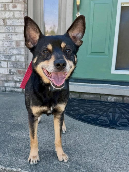 Photo of Chris, adoptable senior Shepherd in Aurora, Indiana