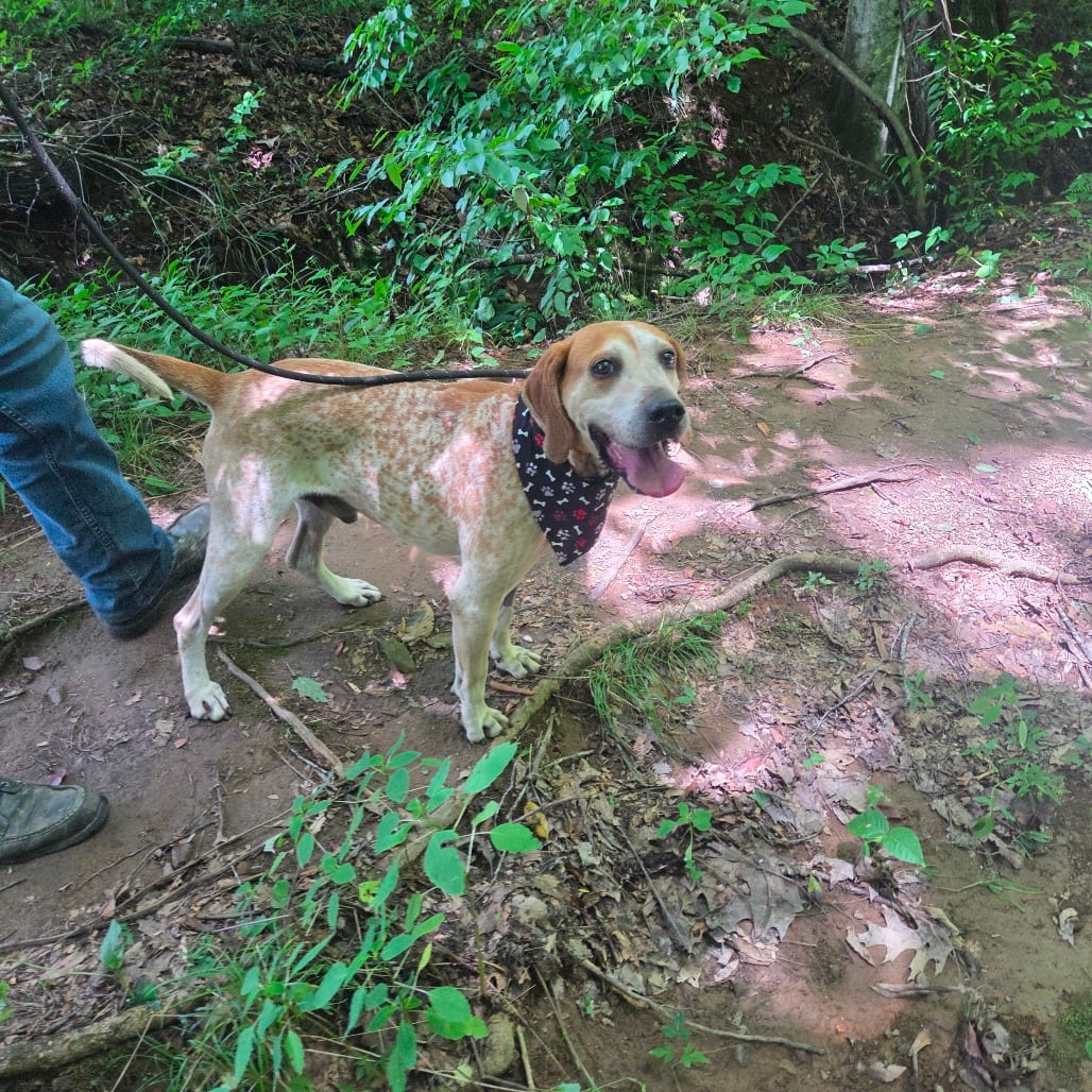 Photo of Elvis, adoptable senior Coonhound / Mix
