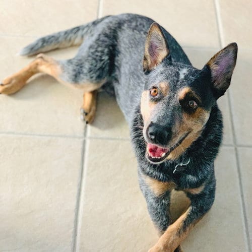 Whitley, adoptable senior Australian Cattle Dog/Blue Heeler in Bradenton, FL