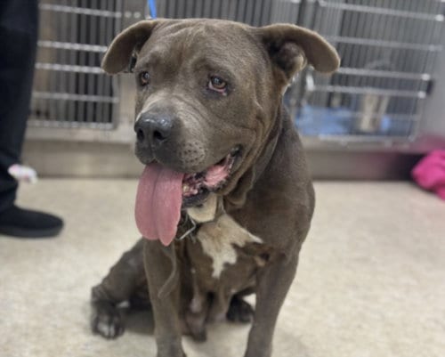 Photo of Desi, adoptable senior Pit Bull Terrier in San Pedro, California