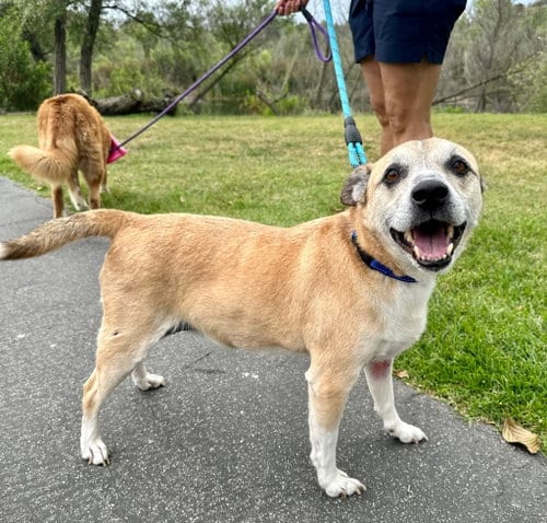 Photo of Harley, adoptable senior Labrador Retriever in Newport Beach, California