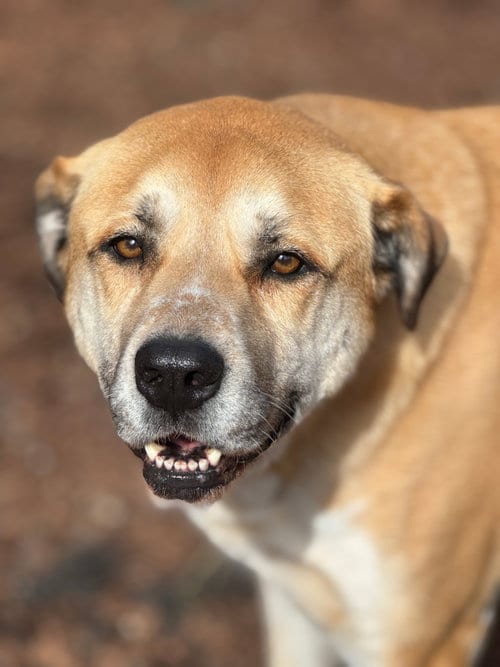 Photo of Gracie, adoptable senior Shepherd in Sequim, Washington