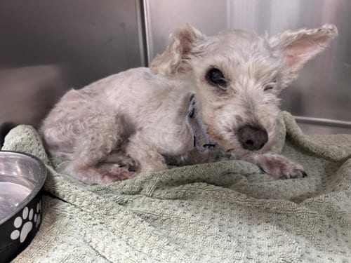 Photo of Lollipop, adoptable senior Poodle (Miniature) in Santa Fe, New Mexico