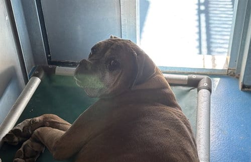 Photo of A171876, adoptable senior Boxer in Bakersfield, California