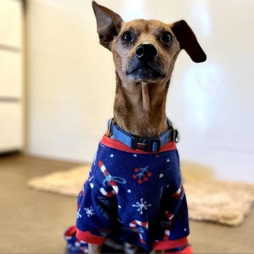 Mort, adoptable senior Miniature Pinscher in Kanab, UT