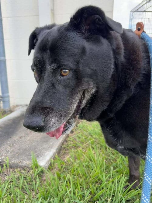 Photo of Annie, adoptable senior Labrador Retriever in Abbeville, Louisiana