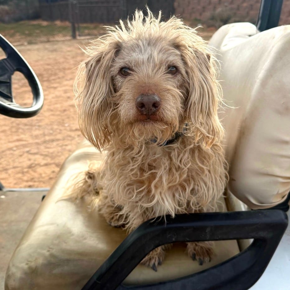 Photo of Mr. Magoo, adoptable senior Terrier in Kanab, Utah