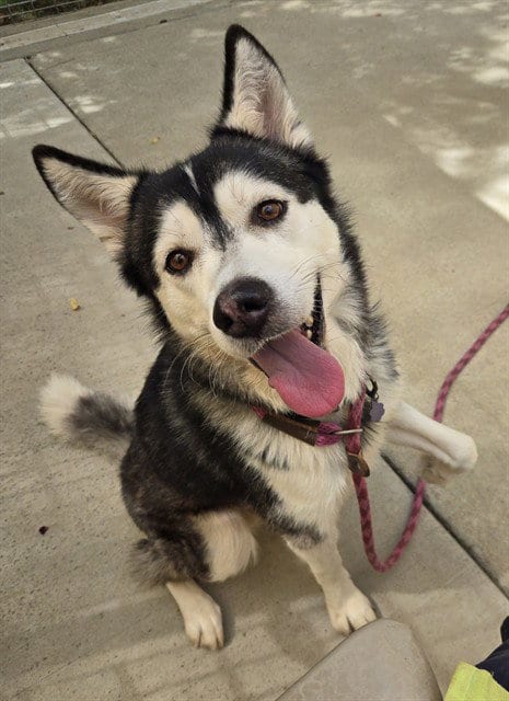 Photo of Drew, adoptable senior Siberian Husky in Sacramento, California