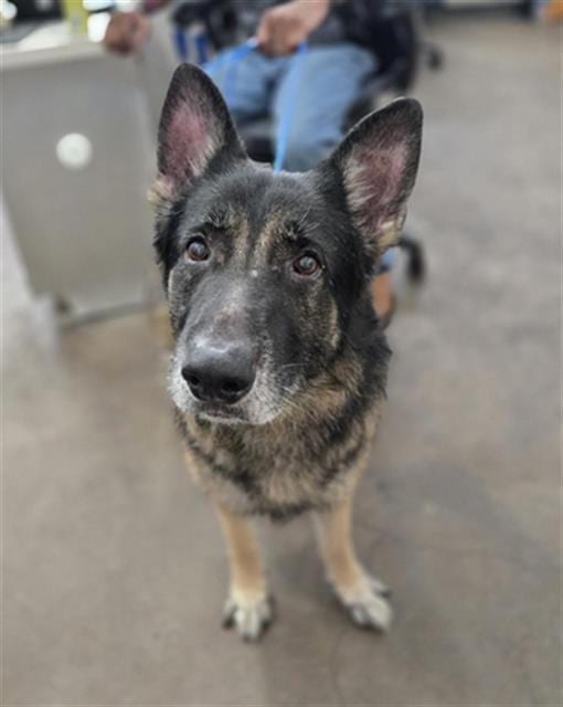 Photo of Bear, adoptable senior Mixed Breed