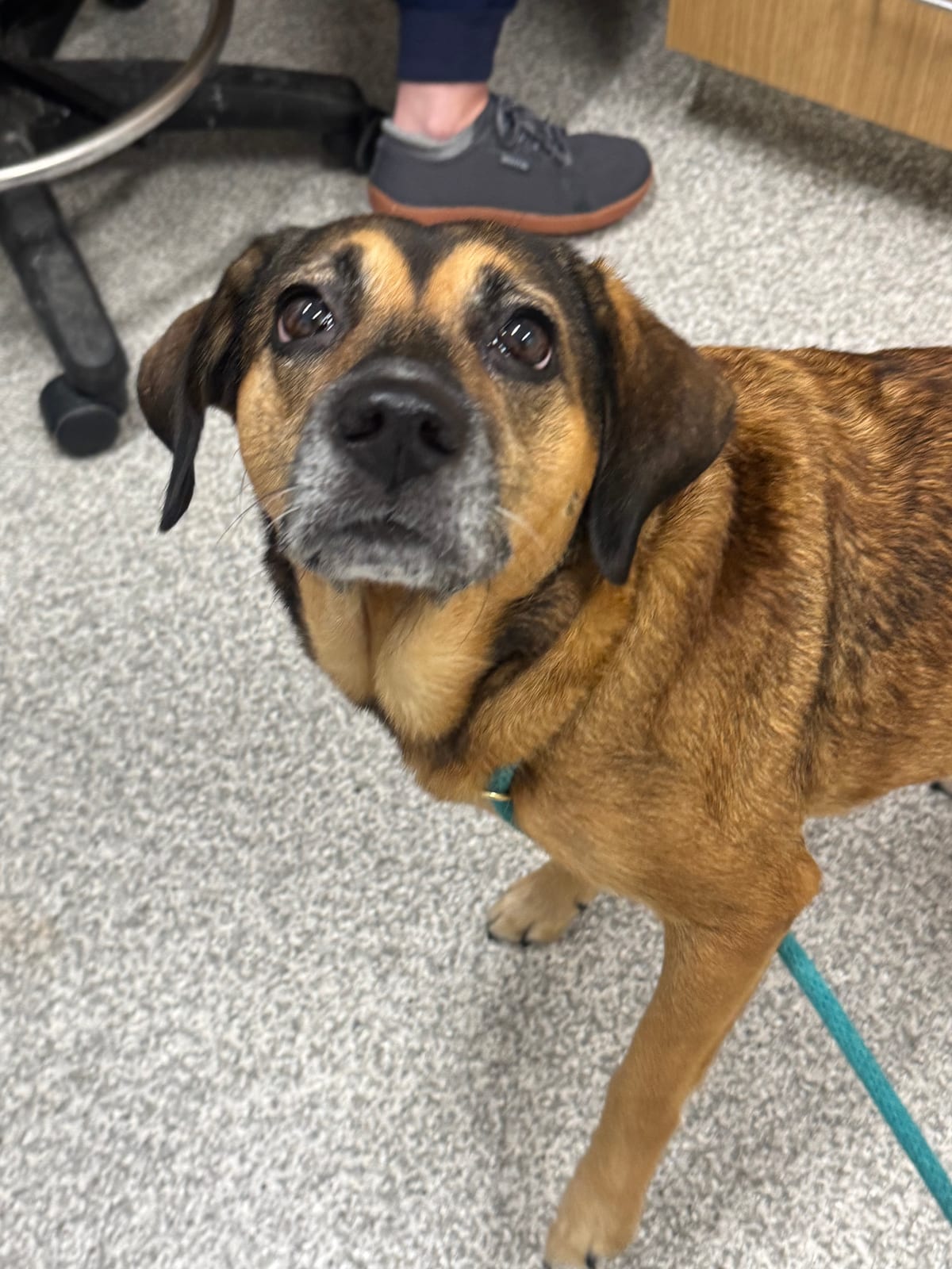 Photo of Lacey, adoptable senior dog in Baltimore, Maryland