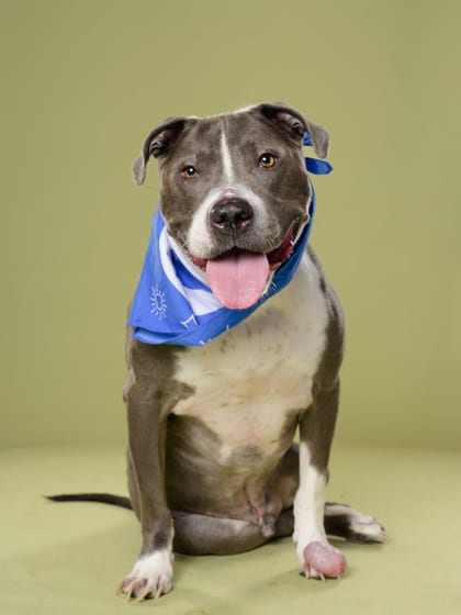 Photo of Smokey, adoptable senior dog in Atlanta, Georgia